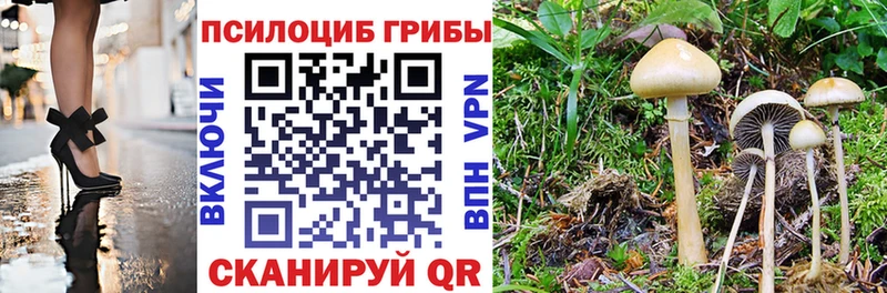 Псилоцибиновые грибы прущие грибы  дарк нет как зайти  Ахтубинск 