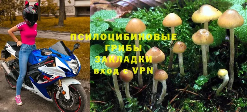 Галлюциногенные грибы MAGIC MUSHROOMS  сколько стоит  Ахтубинск 